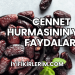 Cennet Hurmasının Yüze Faydaları