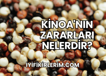 Kinoa'nın Zararları Nelerdir?