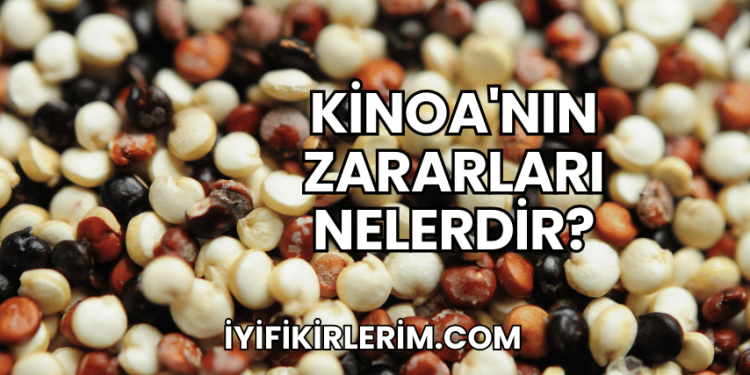 Kinoa'nın Zararları Nelerdir?